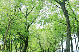 森林散骨