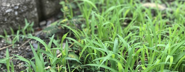 お墓の雑草処理・防草処理