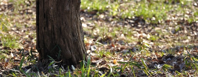 お墓の樹木抜根