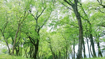 森林散骨のイメージ