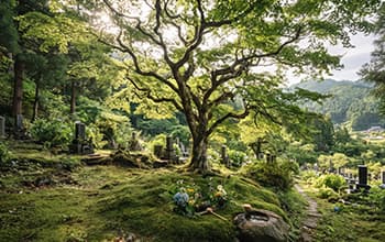 里山タイプの樹木葬のイメージ