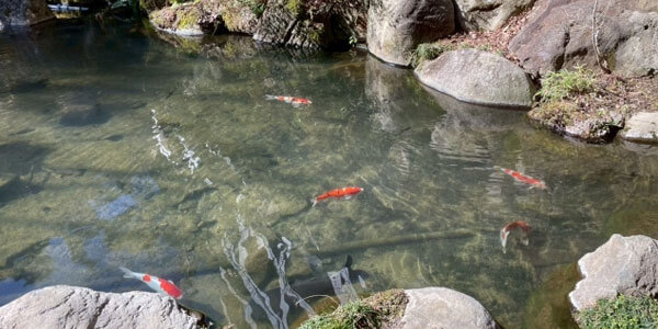 庭池の魂抜き